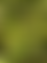 Le Petit houx ou Bois de houx est endémique des Grandes et Petites-Antilles depuis Hispaniola et Porto-Rico jusqu’à Grenade et les Grenadines.