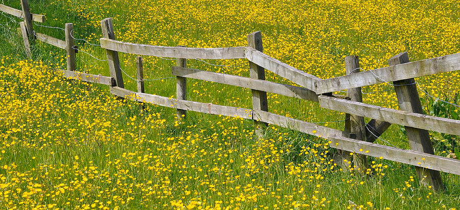 Where Is Your Fence Down?