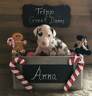 Anna (2).jpeg