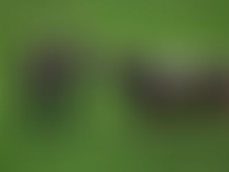 Urner Kant. Schwingfest vom 12.05.19