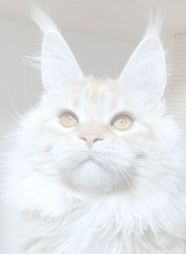 Cat2_edited_edited_edited.jpg