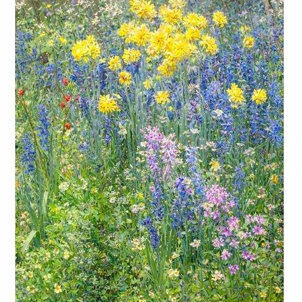 Paint a flower meadow like Ernest Quost