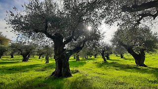 Vista geral de um olival