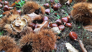 Pormenor de castanhas e ouriços da castanha espalhados no chão.