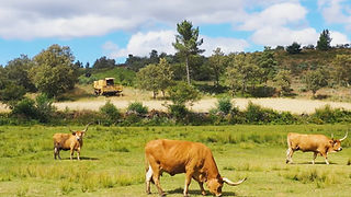Vacas castanhas a pastar. Um dos animais olha de frente para a câmara