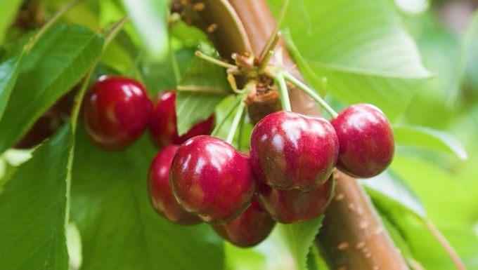 Pormenor de um cacho de cerejas na cerejeira