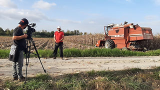 Vista geral de um milheiral. A meia distância, três pessoas, uma delas tem uma camera de televisão apontada a uma das outras pessoas.