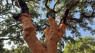 Detalhe de um sobreiro já sem a cortiça. Vê-se o interior do tronco do sobreiro alaranjado.