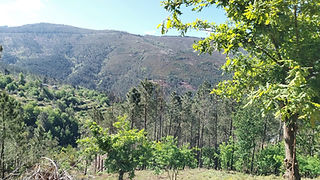 Vista geral de floresta