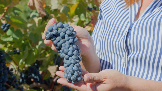 Plano próximo de uma pessoa que segura um cacho de uvas. Na imagem as uvas e as mãos enchem praticamente todo o plano.