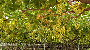 Plano geral de uma parreira de uvas brancas repleta de uvas nas videiras. 