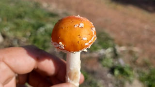 Uma mão segura um cogumelo cor de laranja com pintas brancas