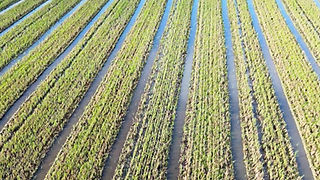 plano geral de um Arrozal