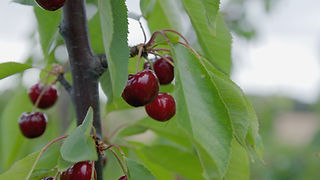Detalhe cerejas na árvore