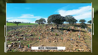 Grande plano de um animal bovino castanho dourado etiquetado nas orelhas. Ao fundo outros animais.