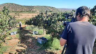 Homem atrás de uma câmera de filmar no meio de uma vinha