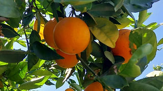 Detalhe de frutos cor de laranja na árvore