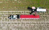 Vista aérea de uma máquina agrícola a colher tomate. Um trator om uma atrelado recolhe o tomate através de um tapete rolante.