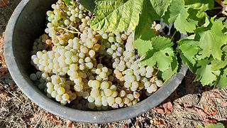 Detalhe de um recipiente cheio de uvas brancas