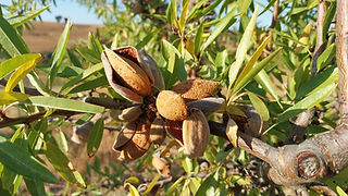 Detalhe de amêndoa na amendoeira