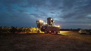 Uma máquina a vindimar durante a noite