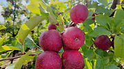 Frutos cor de rosa pendurados na árvore