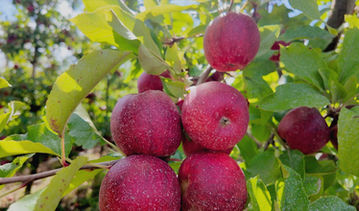 Reportagem Faça Chuva Faça Sol sobre os frutos de Verão