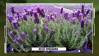 Plano próximo de vasos de plantas de alfazema num background de um campo agrícola de plantas de alfazema em flor de cor roxa