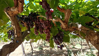 Plano geral de videira com cachos de uvas castanhas