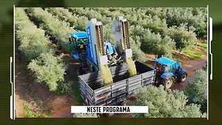 Máquinas agrícolas num olival que carregam um camião com as azeitonas da colheita