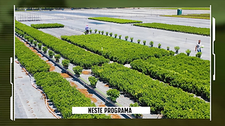 Plano geral de uma área do viveiro de hortênsias ainda não floridas