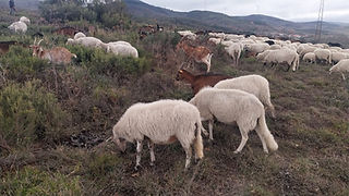 Ovelhas a pastar numa paisagem de montanha