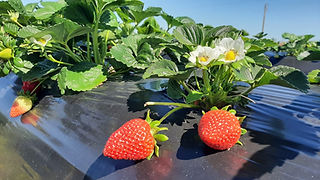Detalhe de morangos ainda na planta, dois frutos já vermelhos e as flores brancas e amarelas no morangueiro