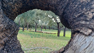 Através de um buraco num tronco de árvore podemos observar um campo de pastagem de animais