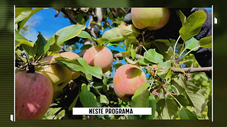 Detalhe de várias maçãs avermelhadas, rodeadas de folhas verdes, na macieira. 