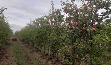 Reportagem Faça Chuva Faça Sol sobre a maçã de montanha