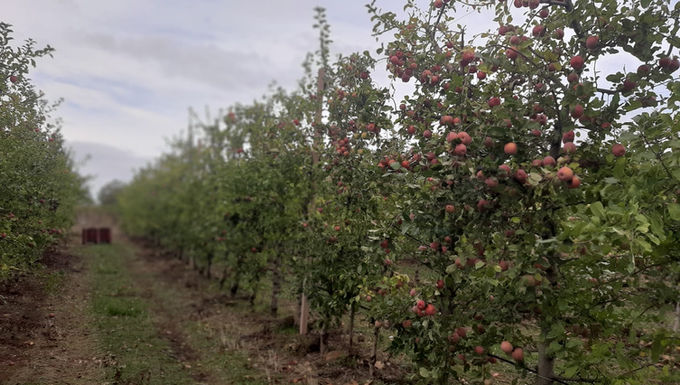 Vista geral de um pomar de maçã. As macieiras estão carregadas de maçãs vermelhas. 