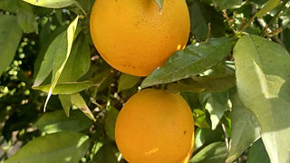 Detalhe de laranjas cor de laranja na laranjeira