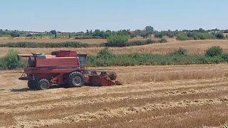 Máquina agrícola num campo de cereais a ceifar