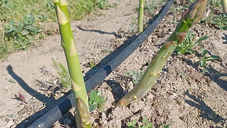 Imagem de espargos verdes ainda na terra