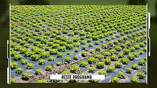 Vista geral de um campo agrícola repleto de alfaces