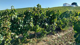 Vista geral de uma vinha