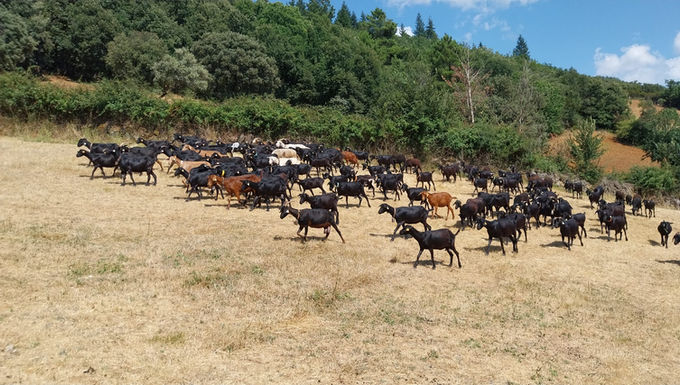 Num cenário rural, plano geral de um rebanho com mais de 20 de cabras a pastar. A maior parte são castanhas escuro com algumas brancas e castanho mais claro pelo meio. 