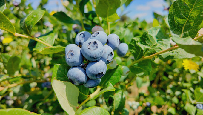 Detalhe de bagas de fruto azul escuro na árvore