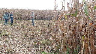 Vista geral de um milheiral. A meia distância, três pessoas, uma delas tem uma camera de televisão apontada a uma das outras pessoas.