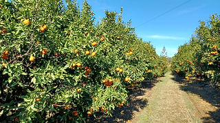 Fileira de árvores de citrinos com fruta cor de laranja nas árvores