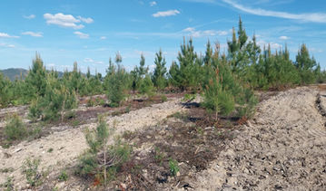 Faça Chuva Faça Sol na Aflomação