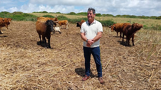 Num cenário de paisagem agrícola, um homem no centro da foto, atrás algumas vacas castanhas a pastar. Entre elas uma cabra branca.