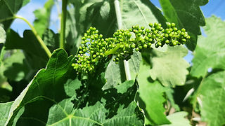 Vista de pormenor de um videira com uvas ainda muito pequenas