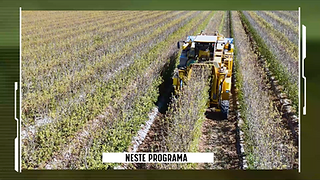 Máquina agrícola a apanhar frutos secos  de um arbusto